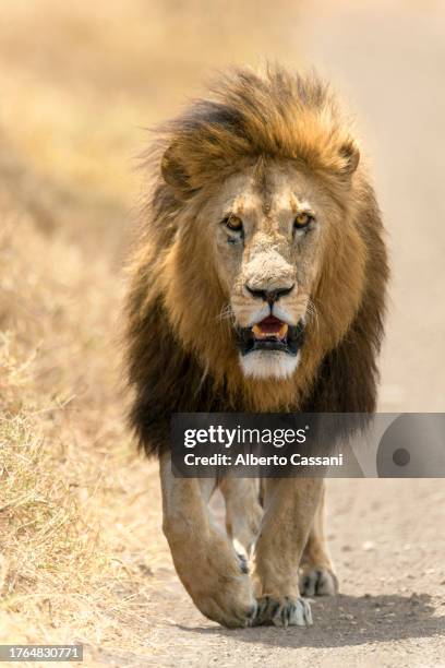 lion - leon fotografías e imágenes de stock