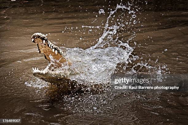 caiman. cape tribulation, australia. - クロコダイル ストックフォトと画像