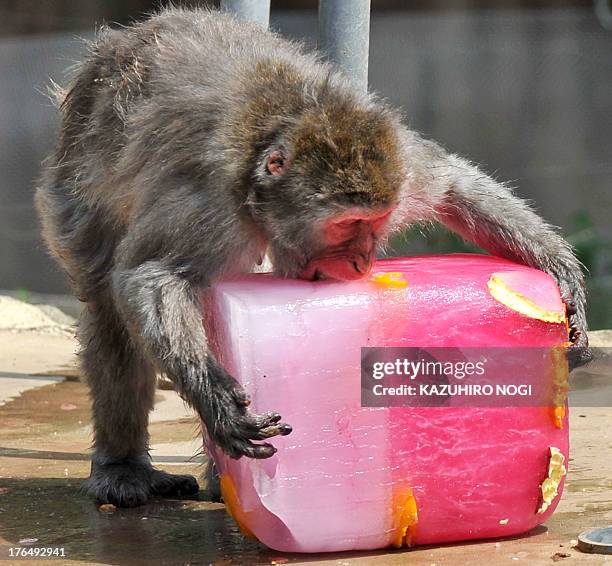 Japanese macaque bites into a large block of ice containing frozen fruits to help beat the summer heat at the Sendai Yagiyama Zoological Park in...