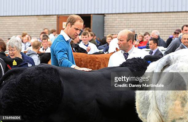 Prince William, Duke of Cambridge is seen looking at the prize cows at the Anglesey agricultural show on his first official engagement since the...