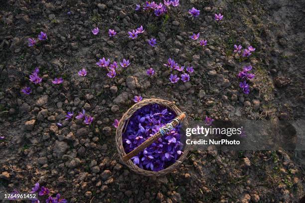 Harvested saffron in a basket during harvest season in Pampore area of Srinagar, Indian Administered Kashmir on 05 November 2023. Saffron is a...