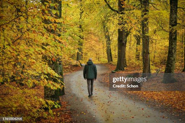 a man walks on a path in a deciduous forest in autumn - vaxjo stock pictures, royalty-free photos & images