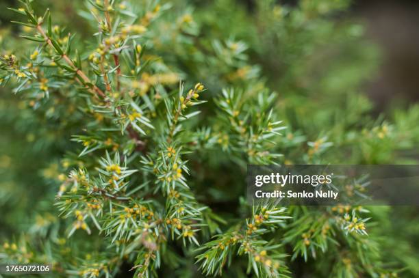 close up of green thuja branches as background. - pinetree garden seeds stock pictures, royalty-free photos & images