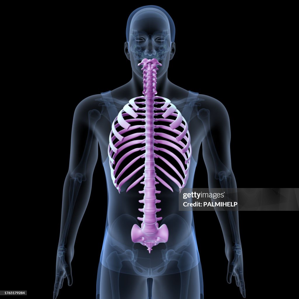 Human Ribs Spine Scapula And Clavicle Anatomy 3d Illustration High-Res ...