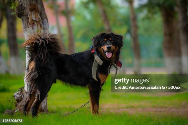 portrait of black dog standing on field - tibetan mastiff stock pictures, royalty-free photos & images