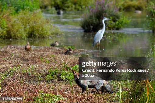 Scenic view of small fox in foreground and large bird in background in swamp