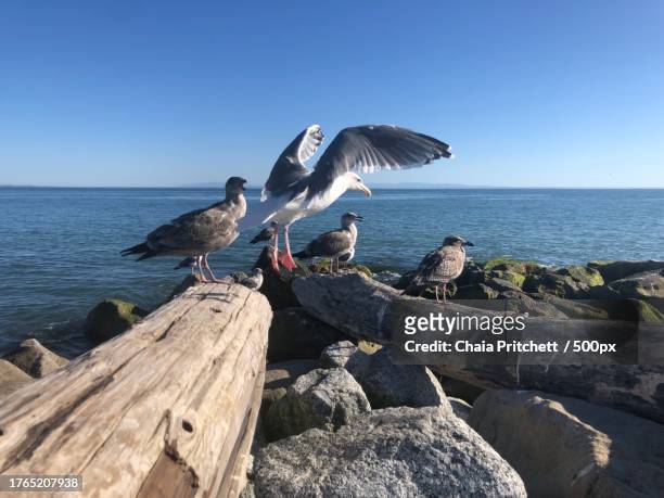 close-up of seagulls perching on rock by sea against clear sky,capitola,california,united states,usa - pacific ocean perch stock pictures, royalty-free photos & images