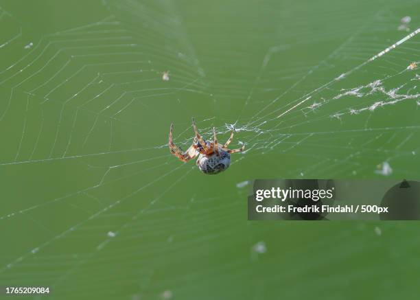 close-up of a spider on its web - närbild fotografías e imágenes de stock