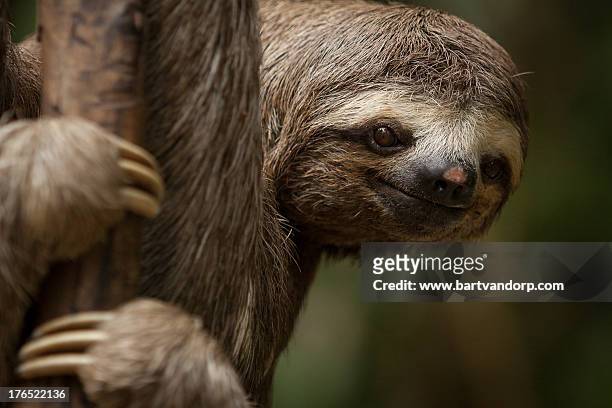 sloth - three toed sloth fotografías e imágenes de stock