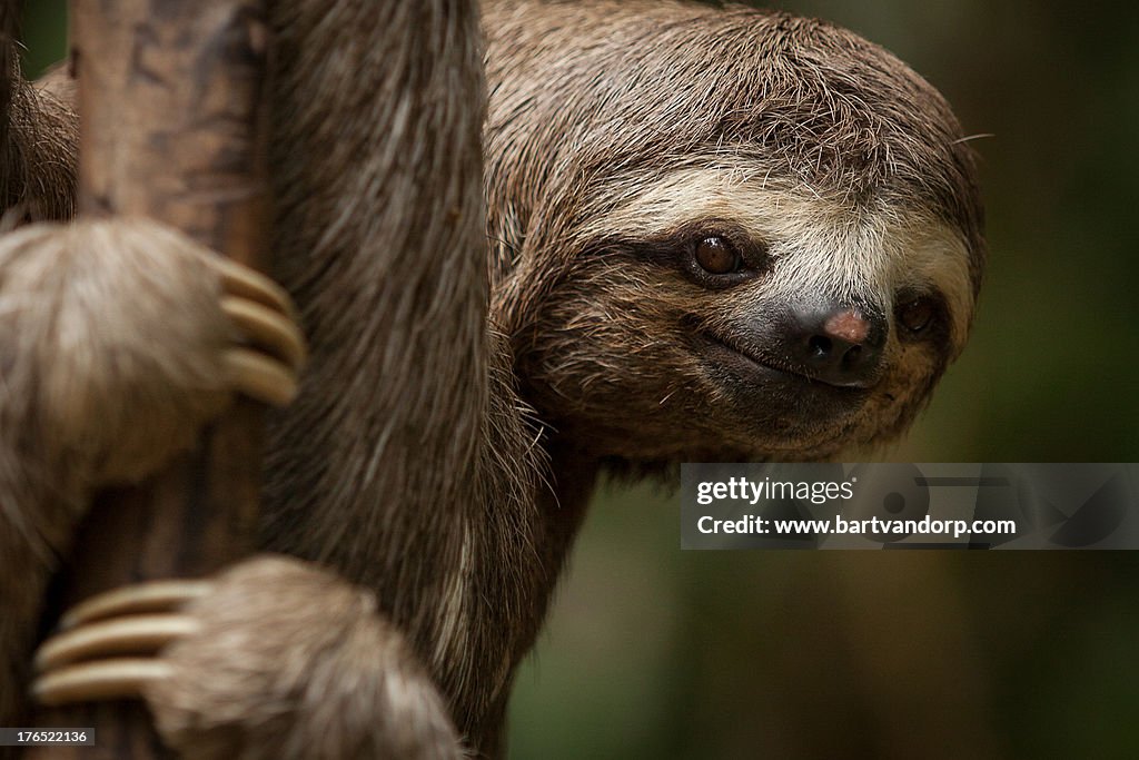 Sloth