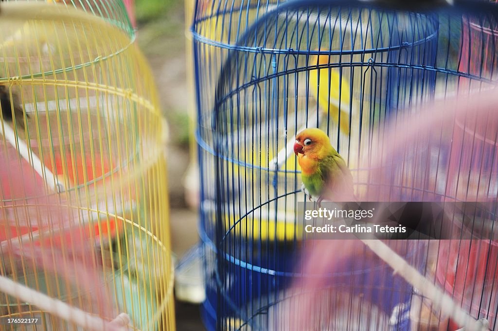 Colourful parakeets in colourful bird cages