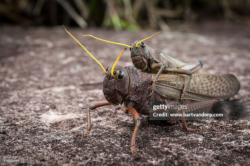 Grasshoppers in action