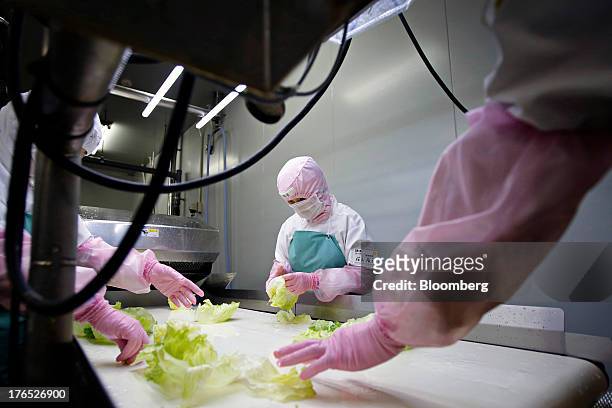 Employees sort and clean lettuce leaves to use as a filling in sandwiches, for Seven & I Holdings Co.'s 7-Eleven convenience stores, in the...