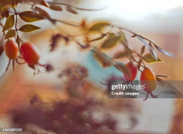 abstract orange rose hip branches autumn blured background - rose hip stock pictures, royalty-free photos & images