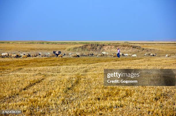 steppe landscape - desert dog stockfoto's en -beelden