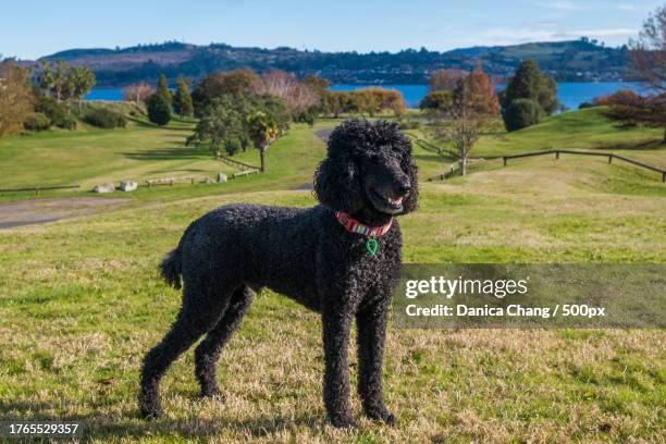 portrait of black standard poodle standing in the grass land in taupo,new zealand - poodle skirt fotografías e imágenes de stock