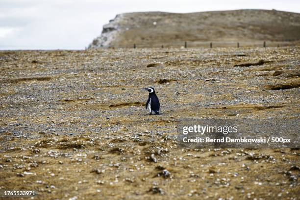 back view of a penguin standing on sand at beach - bernd dembkowski stock pictures, royalty-free photos & images