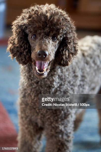 portrait of dog standing on the floor - black poodle stockfoto's en -beelden