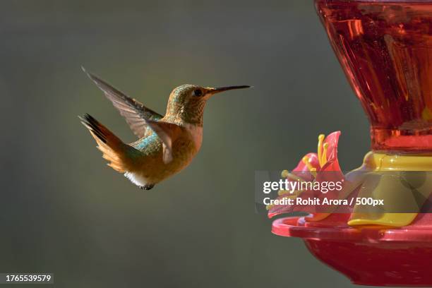 close-up of hummingbird flying by red bird feeder - pic of hummingbird stock pictures, royalty-free photos & images