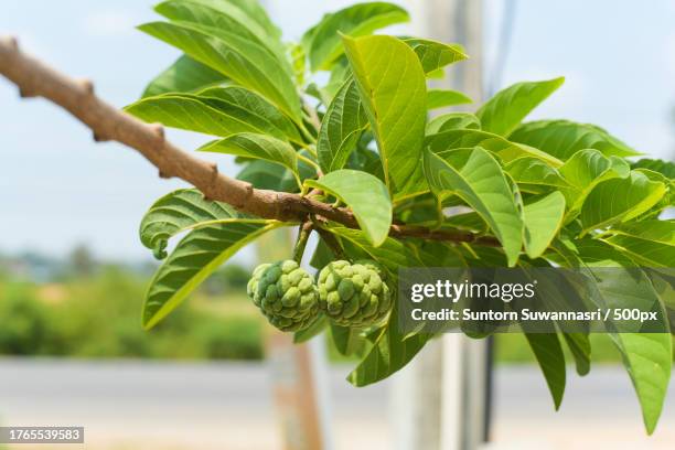 close-up of annona growing on tree - sugar apple stock pictures, royalty-free photos & images