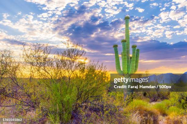 close-up of a tall cactus in arid land against sky at sunset,tucson,arizona,united states,usa - condado de pima fotografías e imágenes de stock