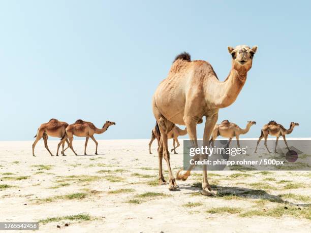 side view of dromedare camels walking on sand against clear sky - camello dromedario fotografías e imágenes de stock