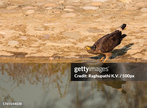 A serpent eagle drinking on the lake,India