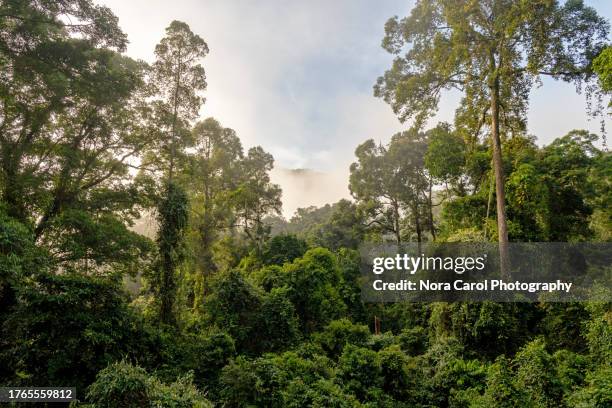 view of danum valley primary jungle in the morning - borneo stock-fotos und bilder