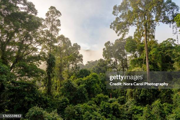 view of danum valley primary jungle in the morning - île de bornéo photos et images de collection