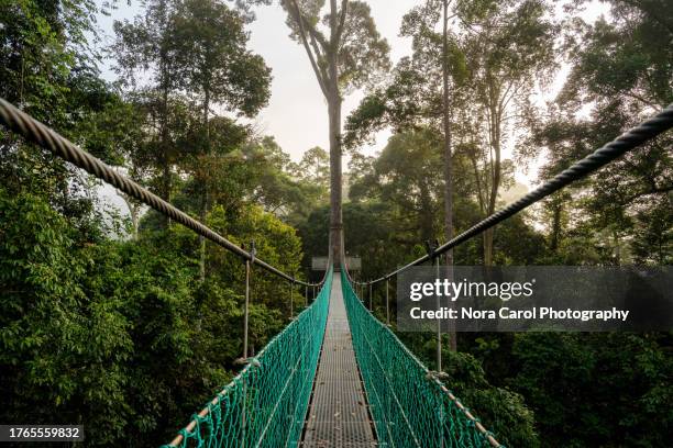 suspension bridge in danum valley conservation center - dipterocarp tree stock pictures, royalty-free photos & images