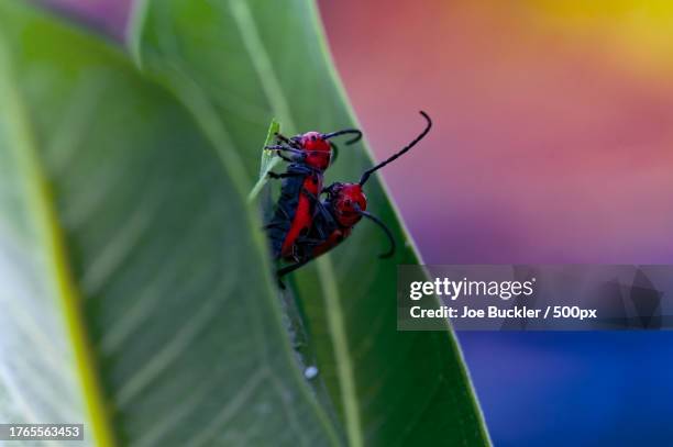 Burl Insect 64 Burlington Kentucky Stock Photos, High-Res Pictures, and Images ...