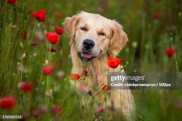golden retriever smiling - labrador dorado fotografías e imágenes de stock