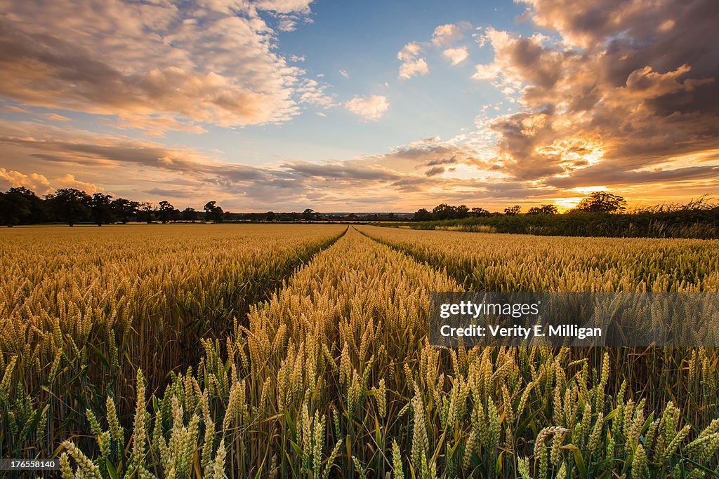 Field of Corn at Sunset