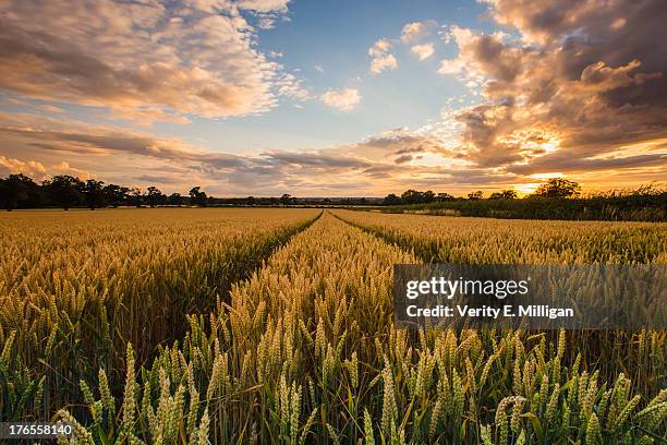 field of corn at sunset - may stock pictures, royalty-free photos & images