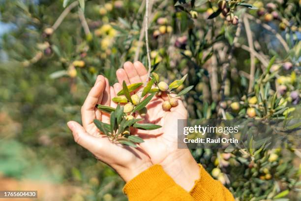 woman hands harvesting olives - olive tree hand stock pictures, royalty-free photos & images