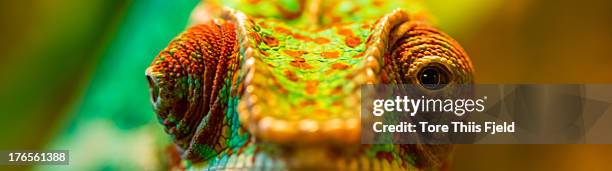 the observer - kameleon stockfoto's en -beelden
