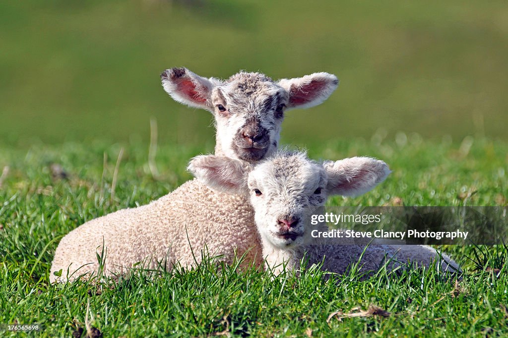 Lambs