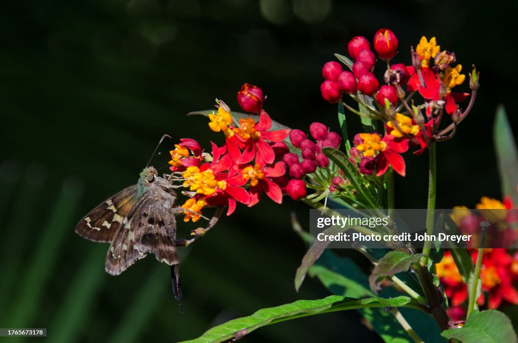Long-tailed Skipper Butterfly on Asclepias