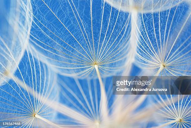 dandelion - blue flowers stock pictures, royalty-free photos & images