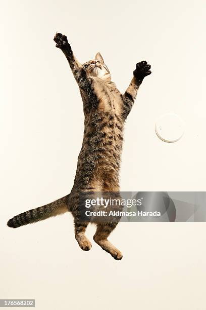 jumping cat - cat jump stockfoto's en -beelden