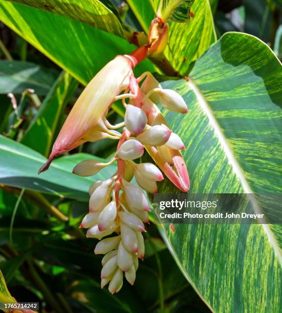 shell-ginger in bloom - alpinia zerumbet stock pictures, royalty-free photos & images