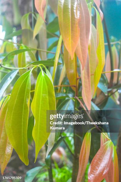 ceylon cinnamon plants - allspice stock-fotos und bilder