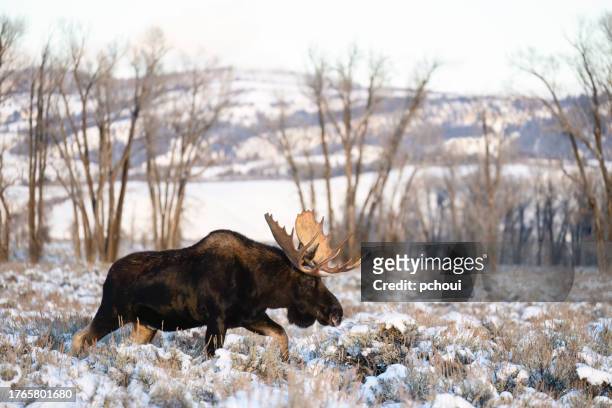 bull moose, alces alces, buck, majestic male animal - bull moose stock pictures, royalty-free photos & images