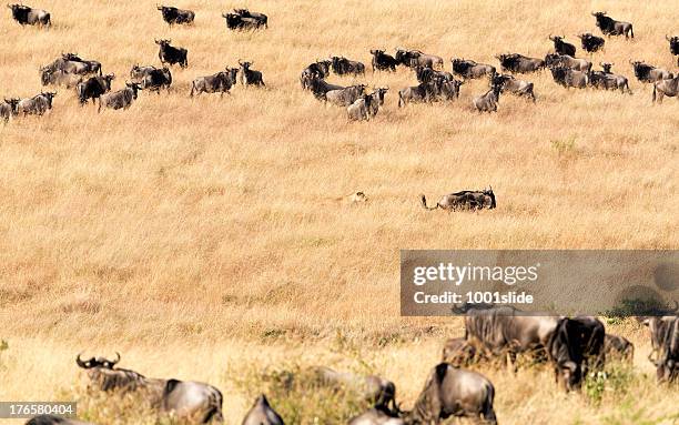 lioness at wild - hunting and watching - lioness feline stock pictures, royalty-free photos & images