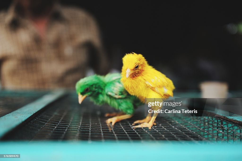 Green and yellow chicks