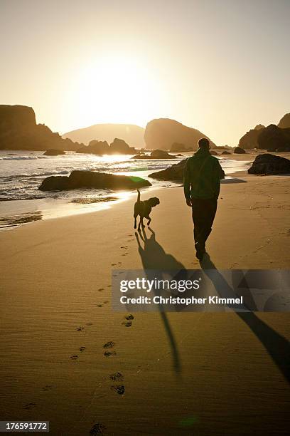 walk on the beach - huellas de perro fotografías e imágenes de stock