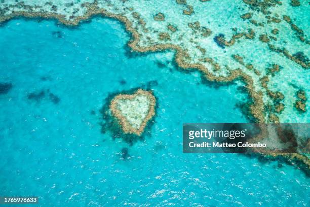 heart reef, great barrier reef, queensland, australia - hardy reef stockfoto's en -beelden