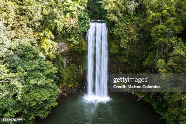 waterfall in the forest, queensland, australia - chutes millaa millaa photos et images de collection