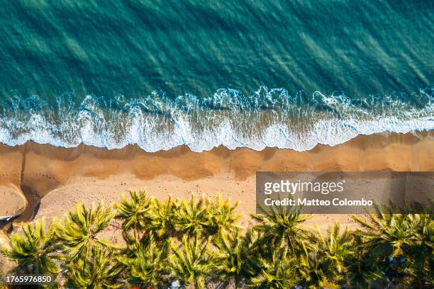 top down view of tropical beach with palm trees, australia - cairns aerial foto e immagini stock