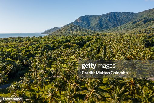 Palm plantation, aerial view, Queensland, Australia